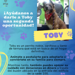 ¡Ayúdanos a Darle a Toby una Segunda Oportunidad!​